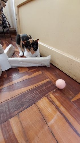 Customer photo review of Der Zimbi-Ball
