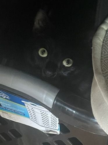 Customer photo review of Interactive Bird Simulation Cat Toy Set