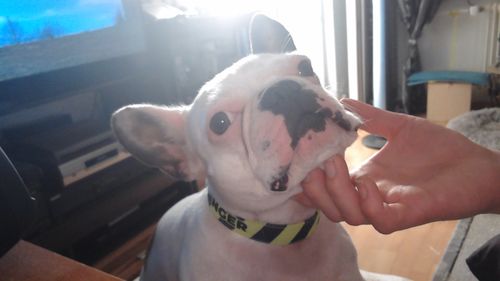 Customer photo review of Danger - Hundehalsband