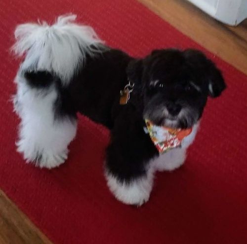 Customer photo review of 6 Inch Standard Bully Sticks