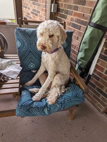 Customer photo review of Look at Me, I'm Tangle Free