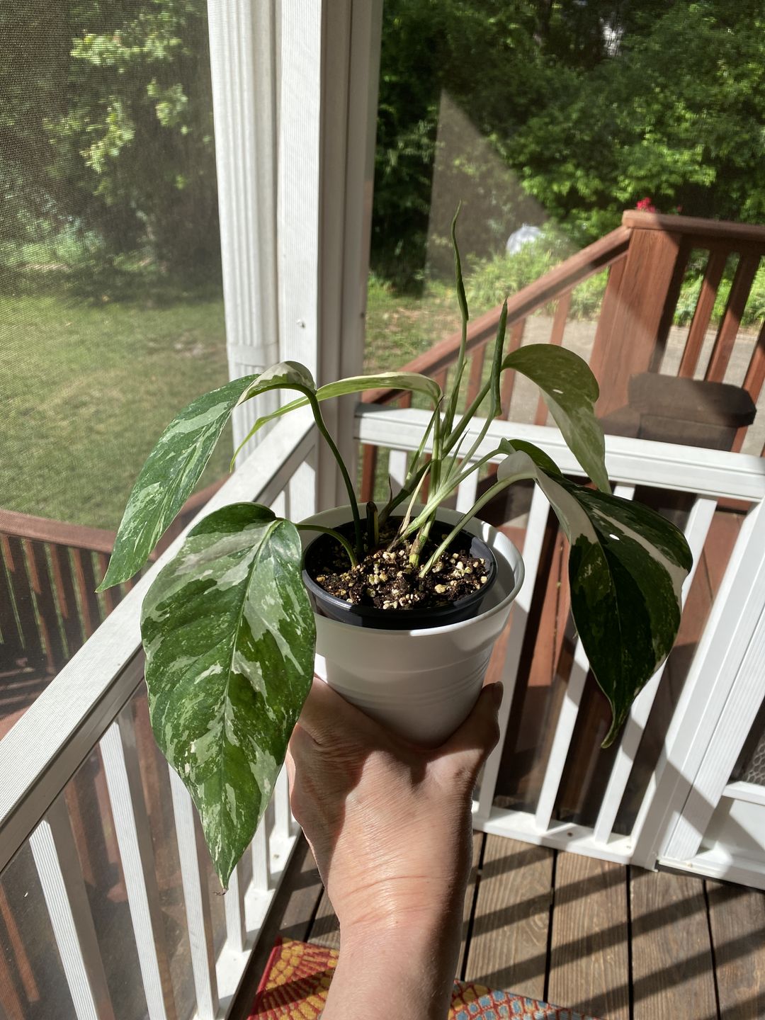 Customer photo review of Pothos Epipremnum pinnatum albo variegata
