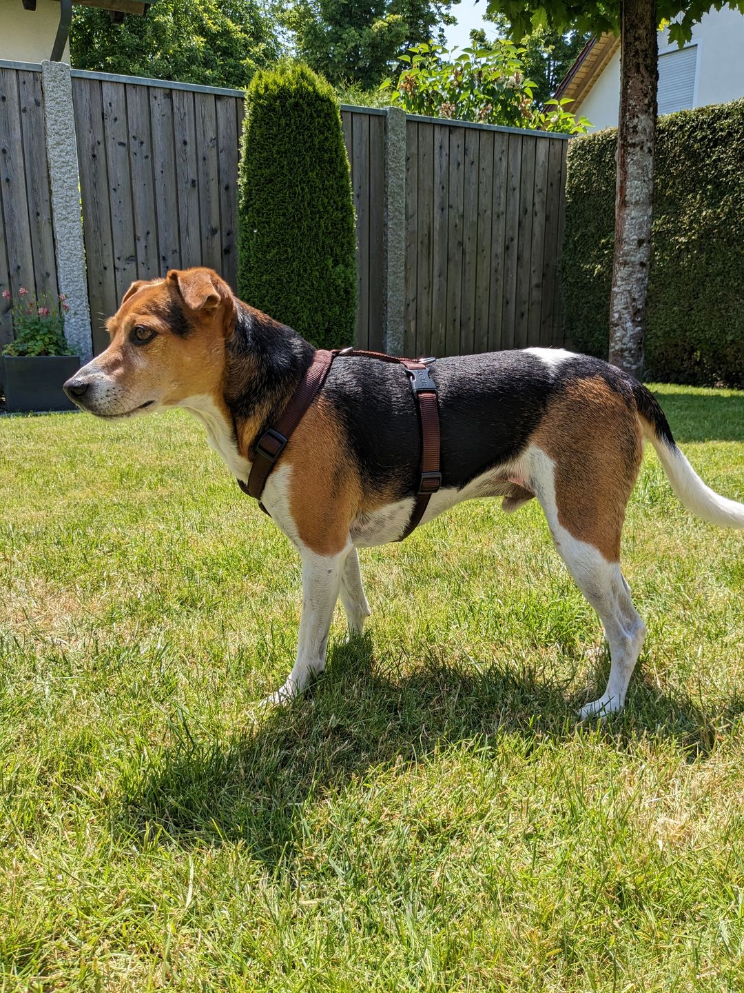 Customer photo review of Premium Hundegeschirr gepolstert