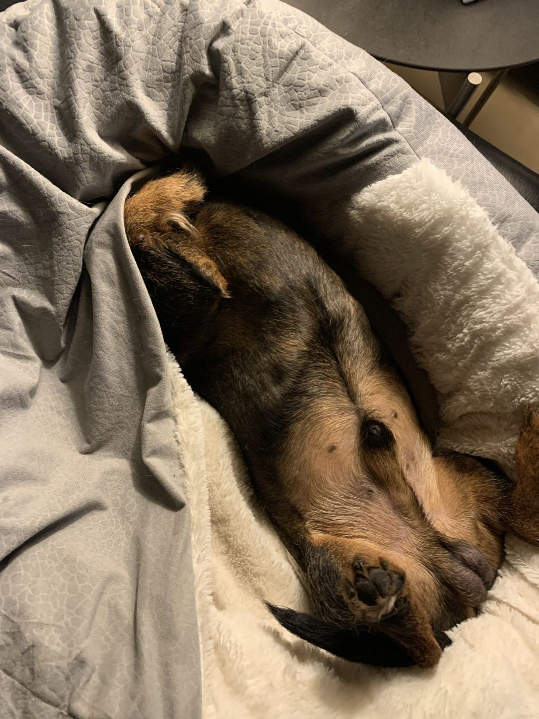 Customer photo review of *Neu*Emmalove - Kuschelhöhle für Hunde