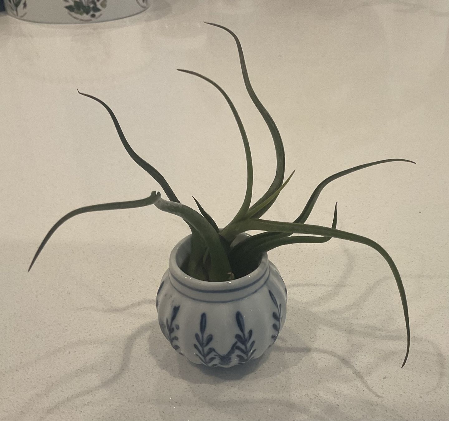 Customer photo review of Caput Medusae  (Beginner Friendly!)