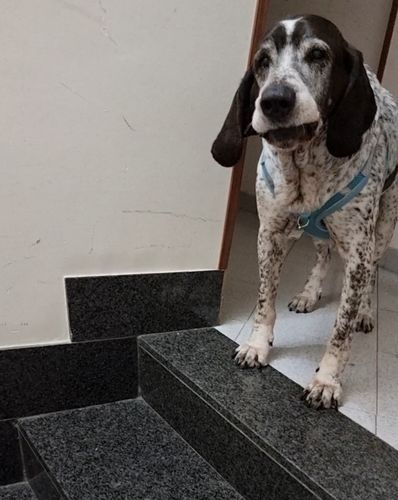 Customer photo review of Medaglietta Personalizzabile 3 colori