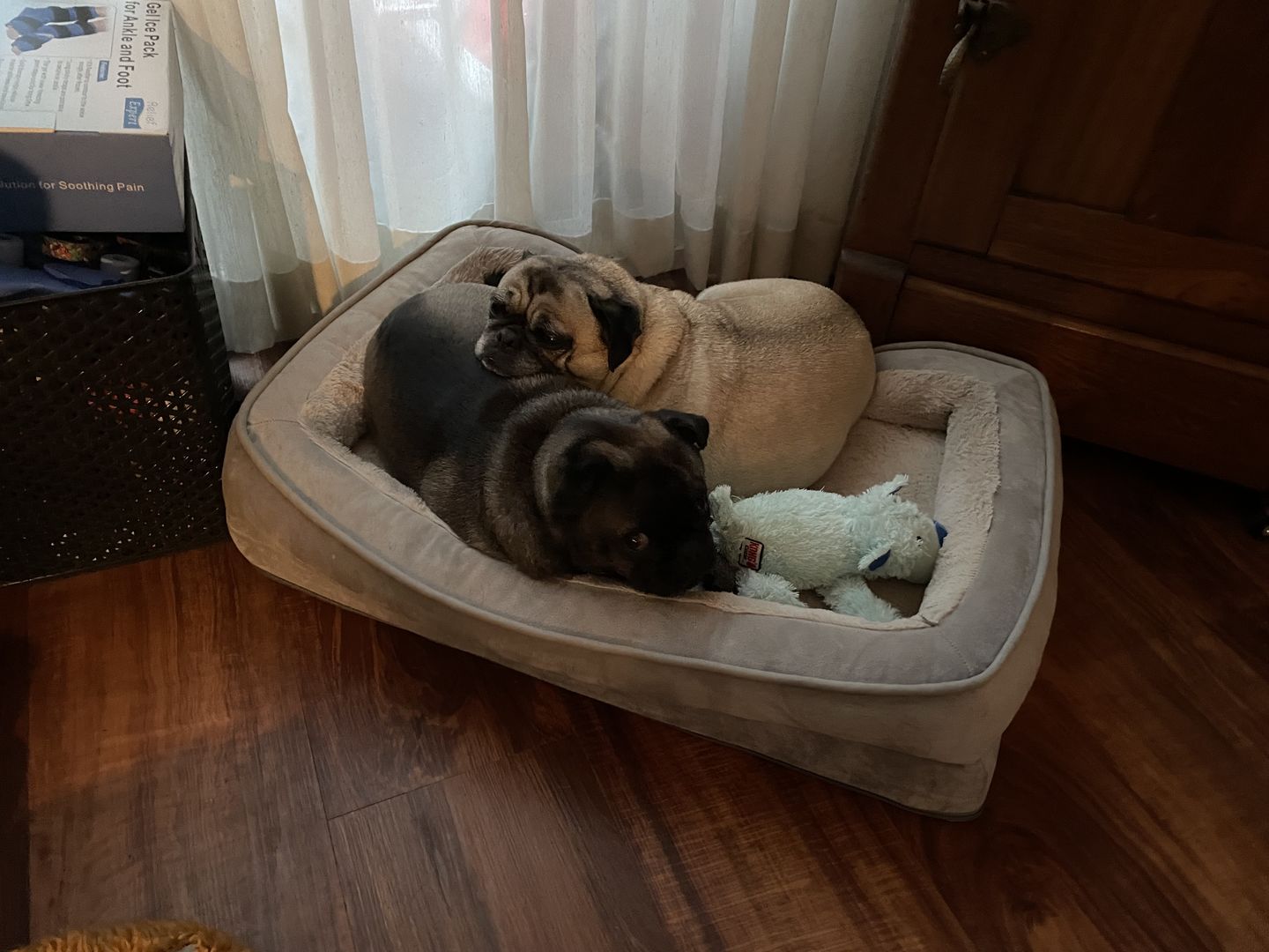 Customer photo review of KING KALM CBD 150mg for Pugs