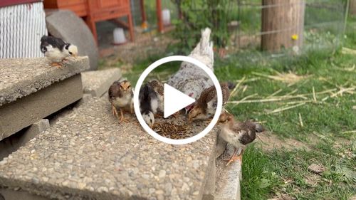 Customer video review of BSF Larven - getrocknete Soldatenfliegenlarven