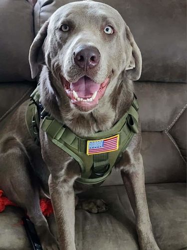 Customer photo review of Classic Heavy-Duty Tactical No-Pull Team K9™ Dog Harness With Front & Back D-Rings, Quick-Release Metal-Buckles, Hook & Loop Panels, & Top Handle