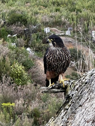 Customer photo review of The New Zealand Falcon