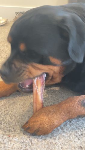 Customer photo review of 6 Inch Monster Bully Sticks