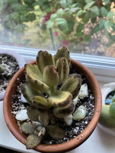 Customer photo review of Teddy Bear Plant | Kalanchoe Tomentosa
