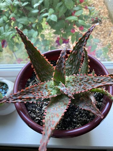 Customer photo review of Aloe Amethyst | Aloe Hybrid