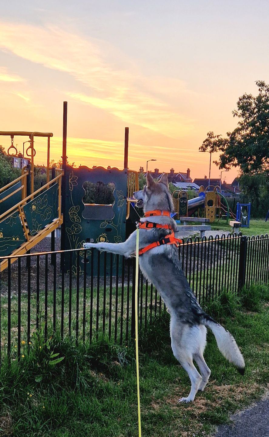 Customer photo review of 4cm Combat® Collar | With Handle & Rated Clip - Orange v2.0