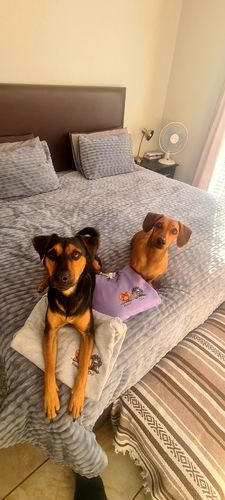 Customer photo review of CUTE DOGS CUSTOM HOODIE (Unisex)