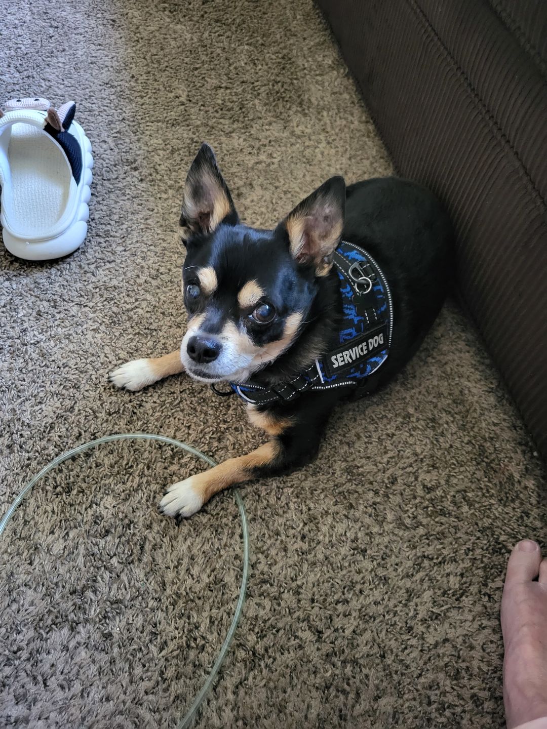 Customer photo review of King Kalm CBD 75mg w/ FREE Klean Paws