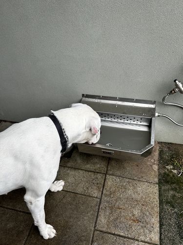 Customer photo review of Pet Rehydration Station