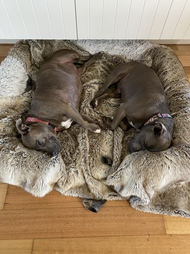 Customer photo review of PaWz Pet Orthopaedic  Bed
