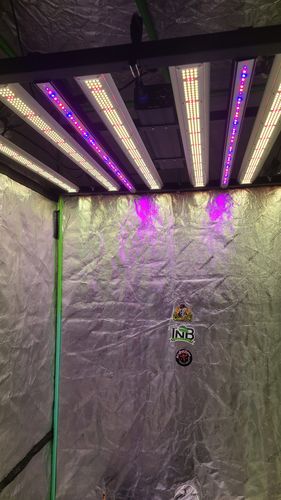 Customer photo review of Sayhon 650W LED Grow lights Commercial Grow Lights Supplement UVA&IR Spectra