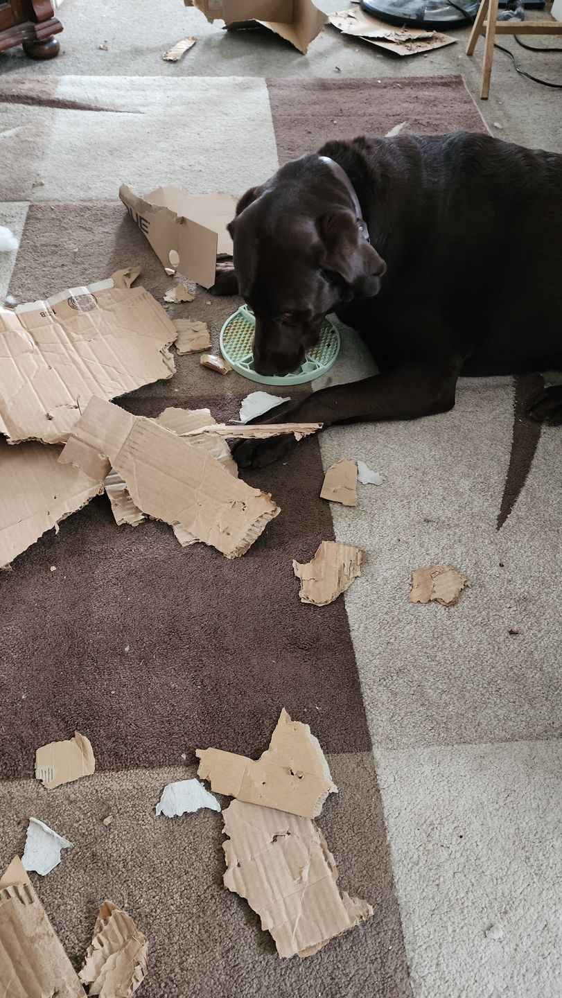 Customer photo review of Baby Green Lick Mat