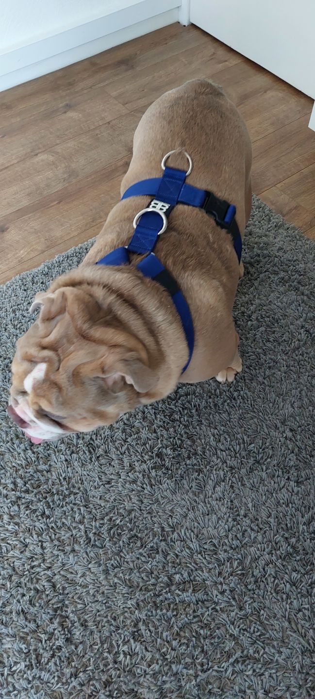 Customer photo review of TRI-Harness® | Anti-Pull, Adjustable & Durable - Dog Trainers Choice -  Blue v2.0