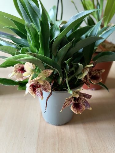 Customer photo review of Promenaea Sunlight mit gefleckten Blüten