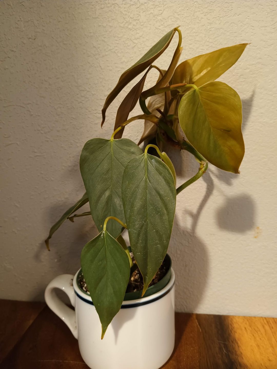Customer photo review of 3" Philodendron sp. 'Red Mini Machinatza'