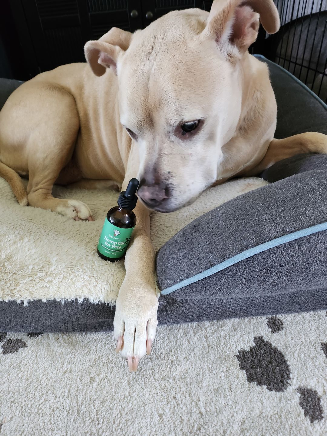 Customer photo review of Calming Hemp Oil for Dogs | CBD, Chamomile, L-Theanine