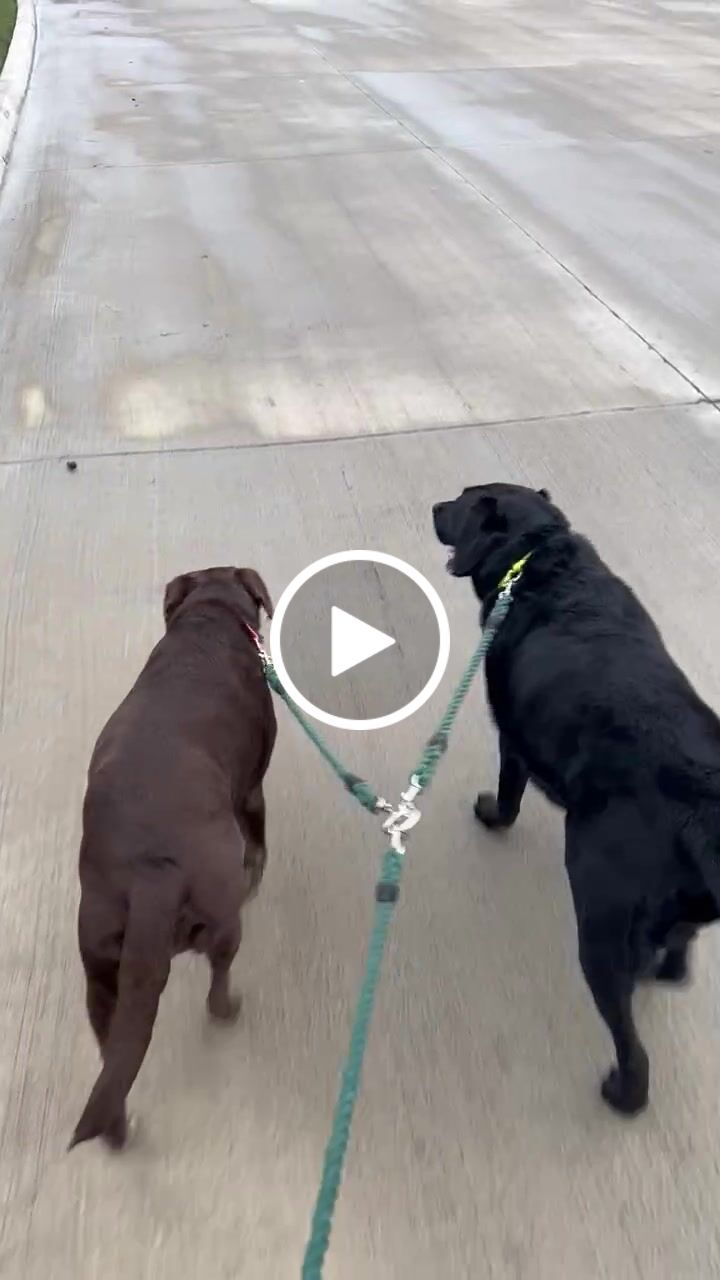 Customer video review of Cotton Rope Multi-Dog Leash Connector
