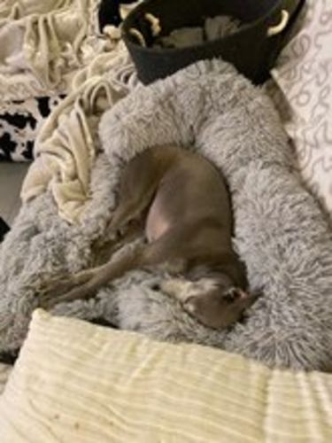 Customer photo review of WoofWonder | Hundebett für die Entspannung