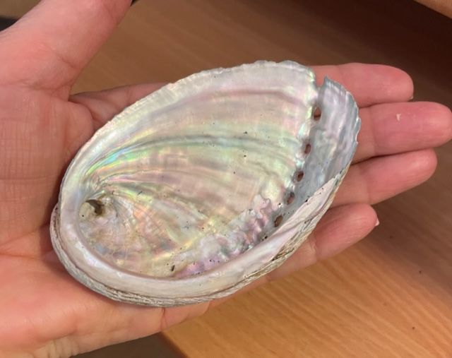 Customer photo review of Abalone naturel (Ormeau)