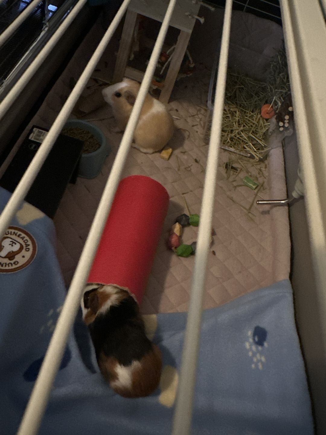 Customer photo review of Premium GuineaDad Liner