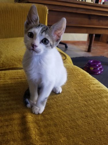 Customer photo review of U,SHIELD SPECTRA GATOS