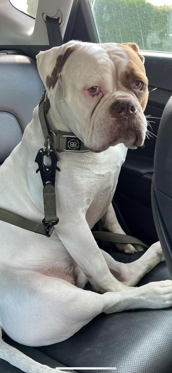 Customer photo review of 1.4m Swivel Combat Lead | Neoprene Lined, Secure Rated Clip with Soft Handle - Khaki