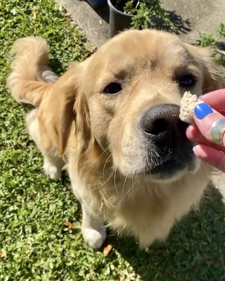 Customer photo review of Michu Freeze-Dried Raw Pet Food Pet Food 150g - Made In Australia