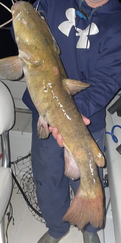 Customer photo review of Headbanger Cranky Shad 3"