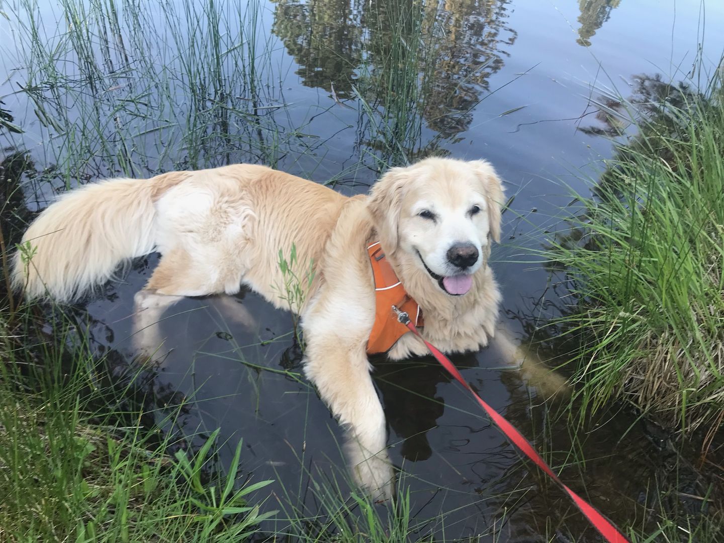 Customer photo review of Custom Pet Art Women's Crew