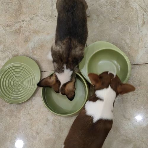 Customer photo review of Michu Premium Ceramic Cat Bowl Set for Discerning Owners