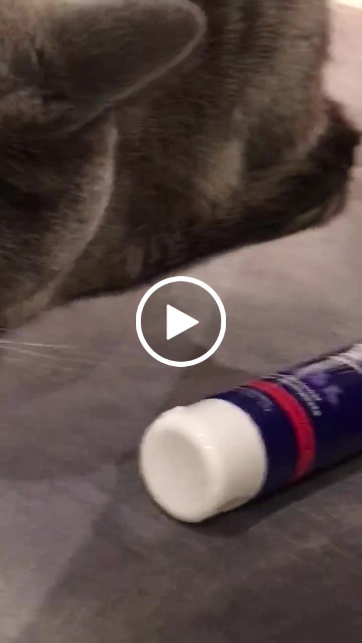 Customer video review of Petsmile Professional Pet Toothpaste