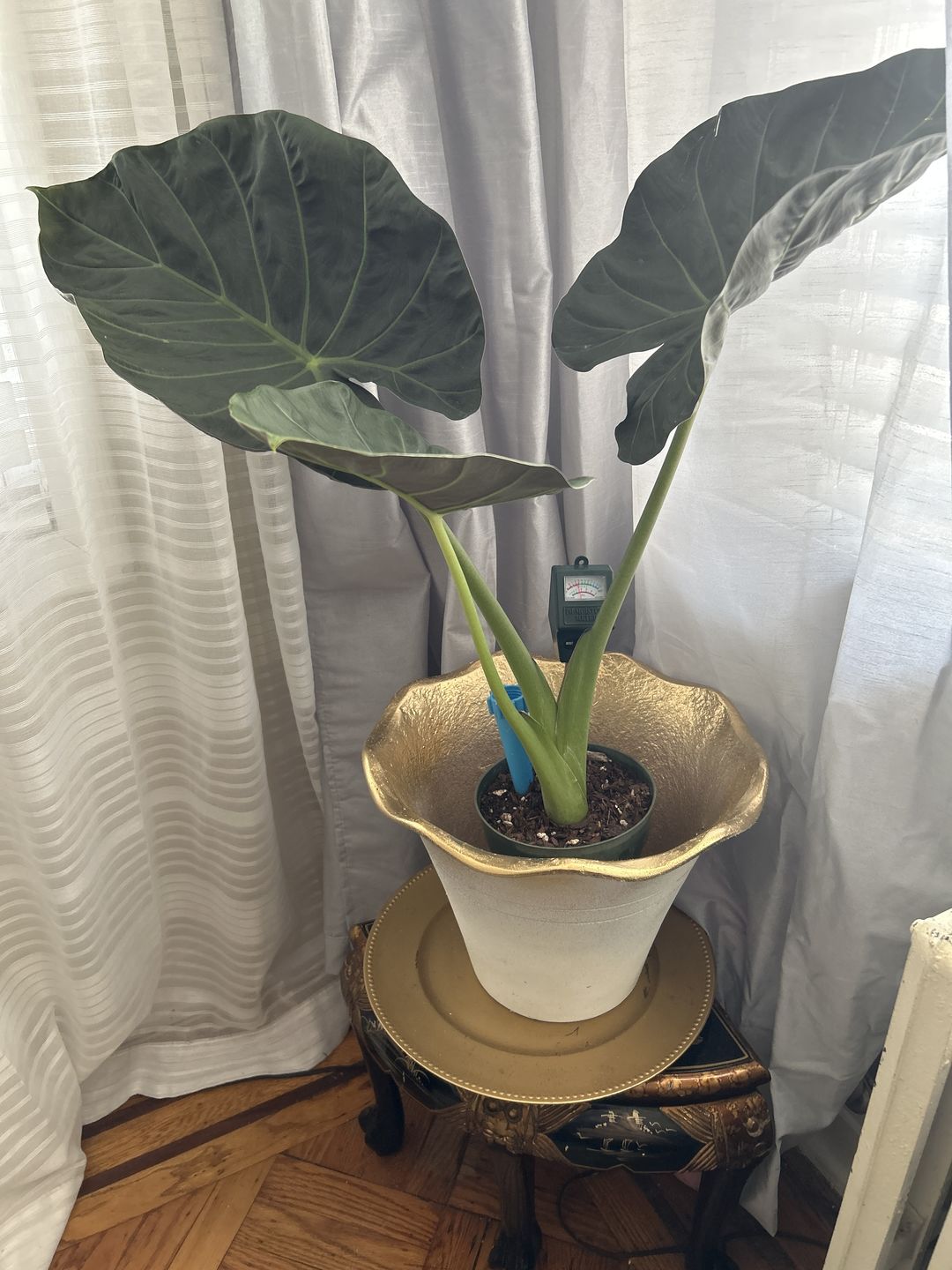 Customer photo review of Alocasia Regal Shields, Elephant Ears Live Tropical Plant