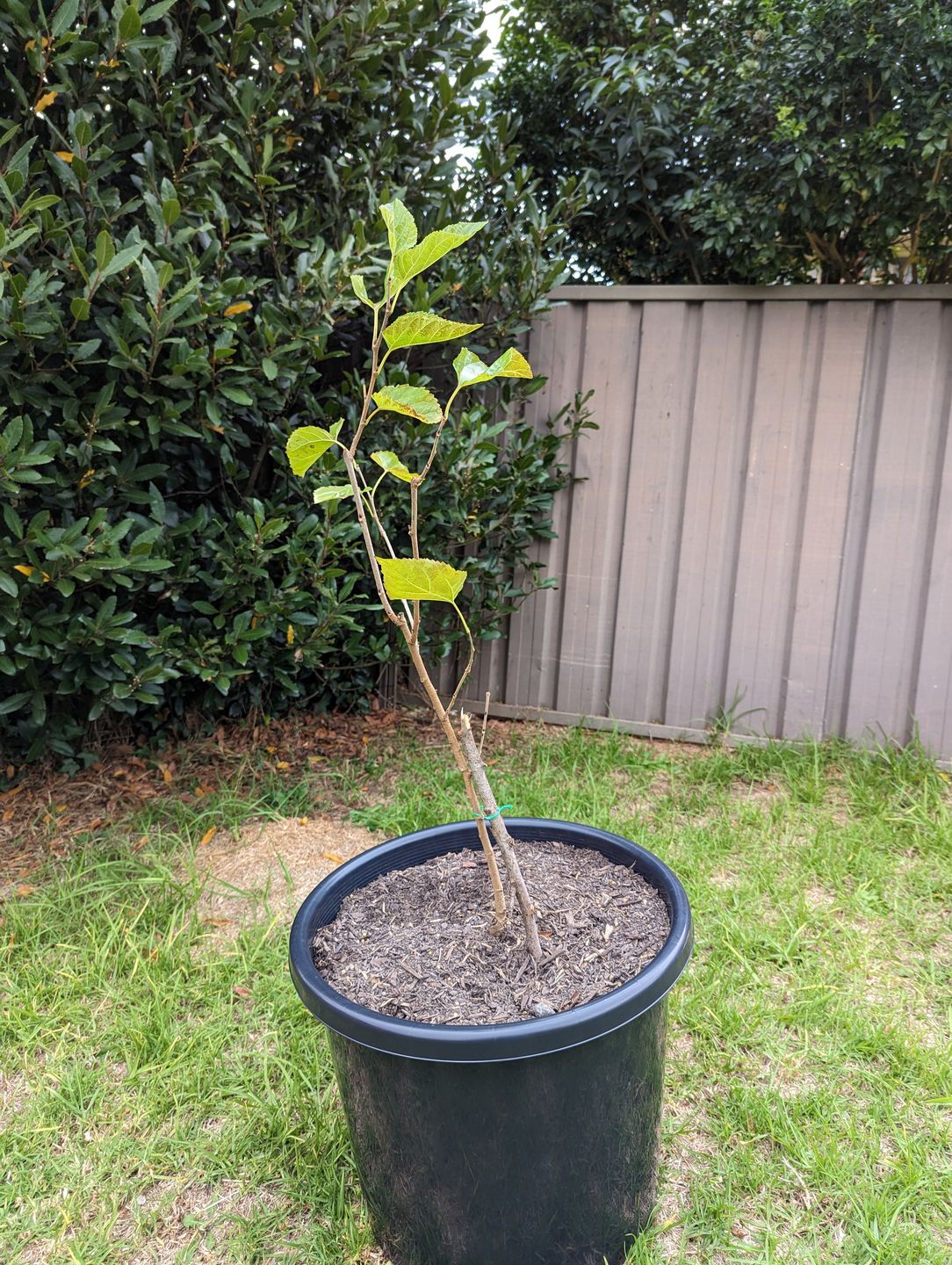 Customer photo review of Dwarf Mulberry - Black