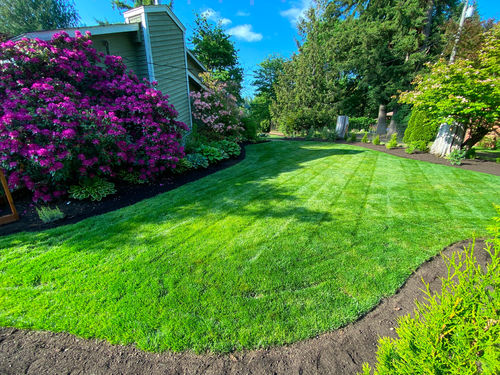 Customer photo review of GCI Turf Cool Blue Grass Seed