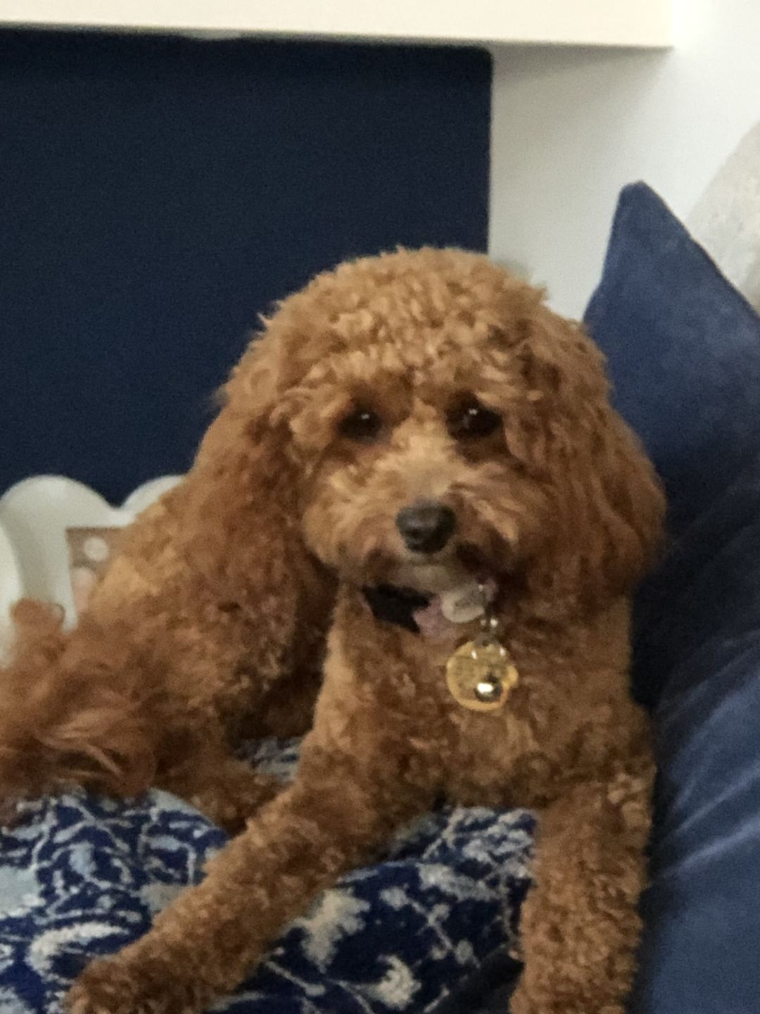 Customer photo review of Total Probiotic Tablets For Dogs