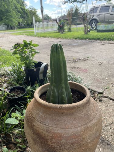 Customer photo review of San Pedro Cactus | Echinopsis pachanoi
