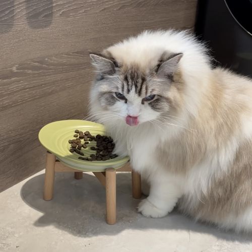 Customer photo review of Michu Premium Ceramic Cat Bowl Set for Discerning Owners