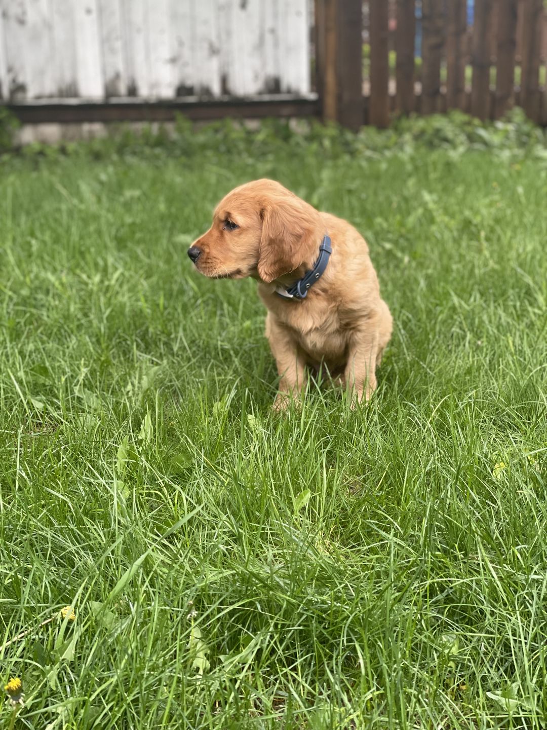 Customer photo review of Solace Weatherproof Dog Collar