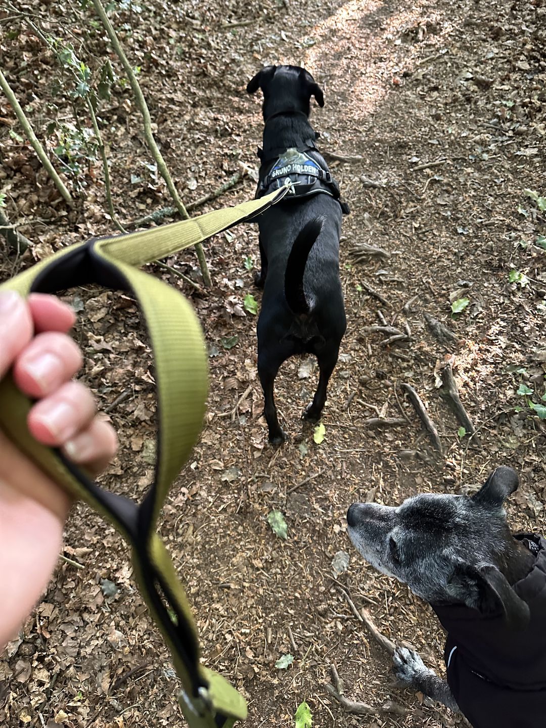 Customer photo review of Ladder Lead - Multiple Handles During Walks - Olive Green