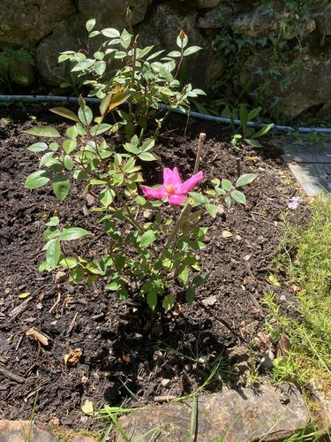 Customer photo review of Rose chinensis "Mutabilis" 50-80 cm