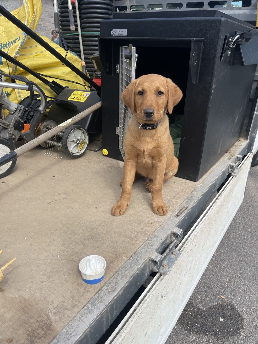 Customer photo review of DT Box Dog Car Travel Crate - The DT 600