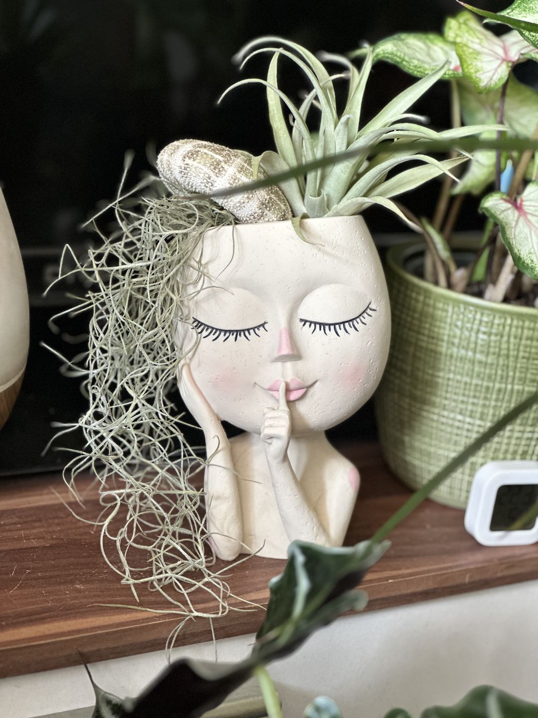 Customer photo review of Tillandsia capitata var. peach